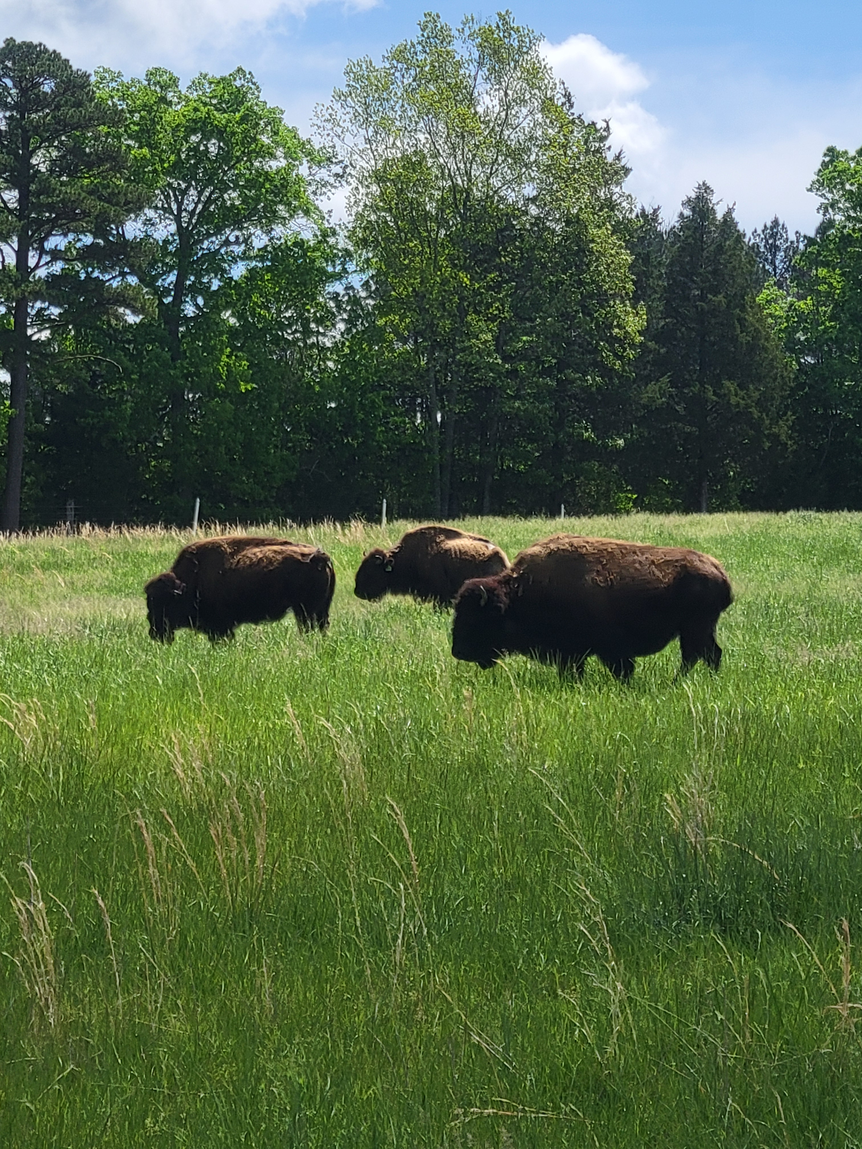Grazing buffalo on the Piedmont Farm Tour 2025