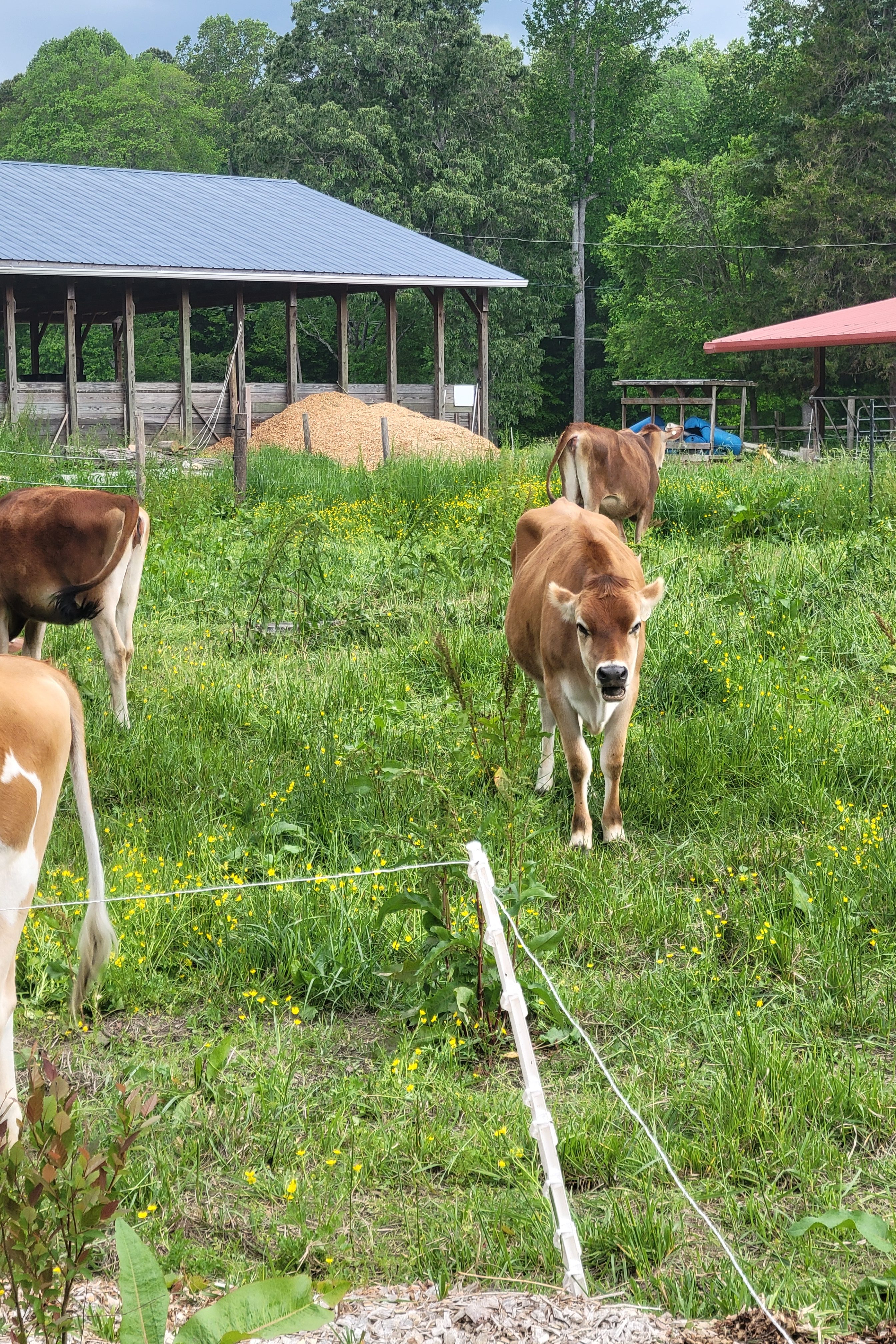Swiss heifers grazing on the 2025 Piedmont Farm Tour.